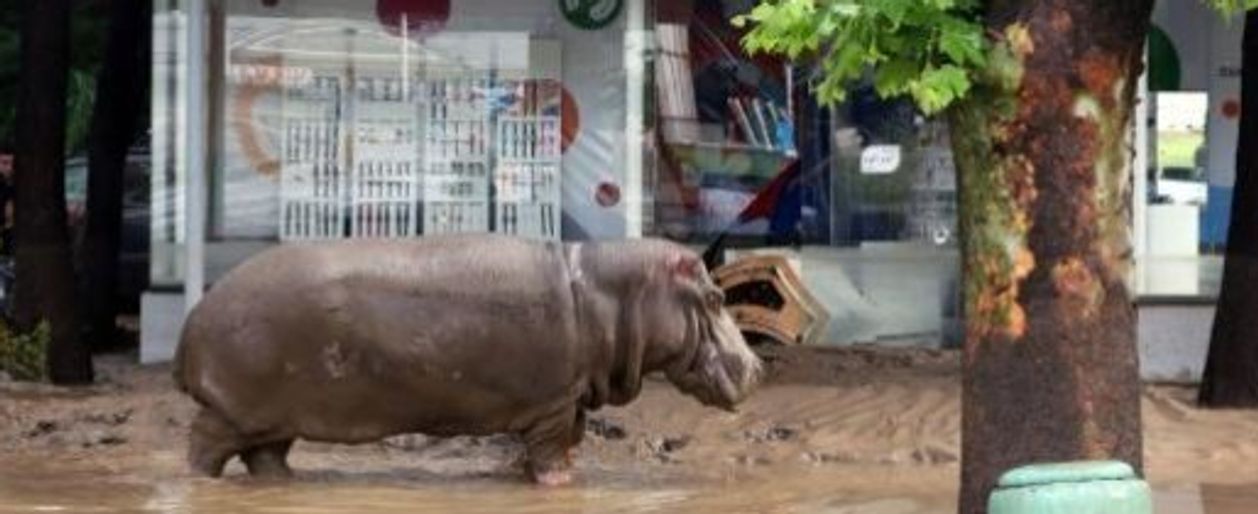 Tbilisi Alluvione Causa 8 Morti Animali Fuggono Dallo Zoo Safari 