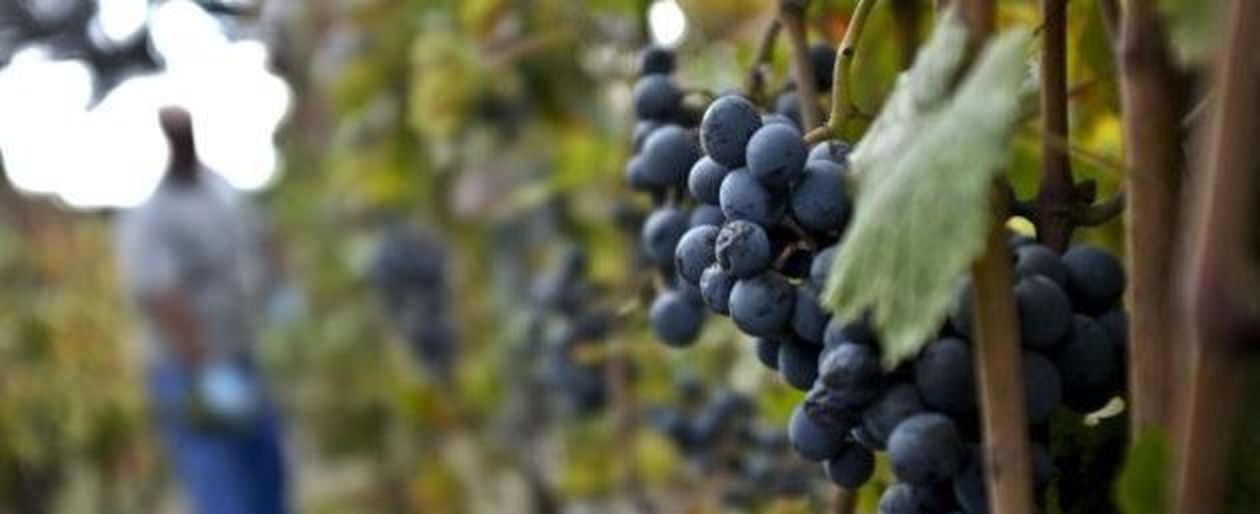 Invita Gli Amici A Vendemmiare Multato Per Lavoro Nero Un Agricoltore 