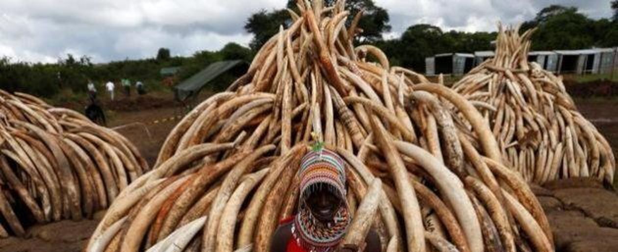 Kenya, al rogo 105 tonnellate di avorio confiscato. L'incendio per ...