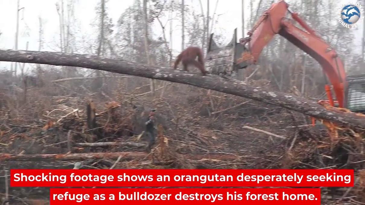 L'orango non ci sta e attacca la ruspa che sta distruggendo la foresta ...