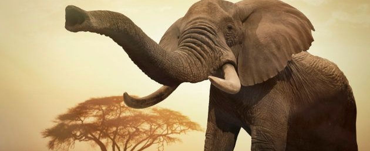 Bracconiere Di Rinoceronti Ucciso Da Elefante E Sbranato Dai Leoni 