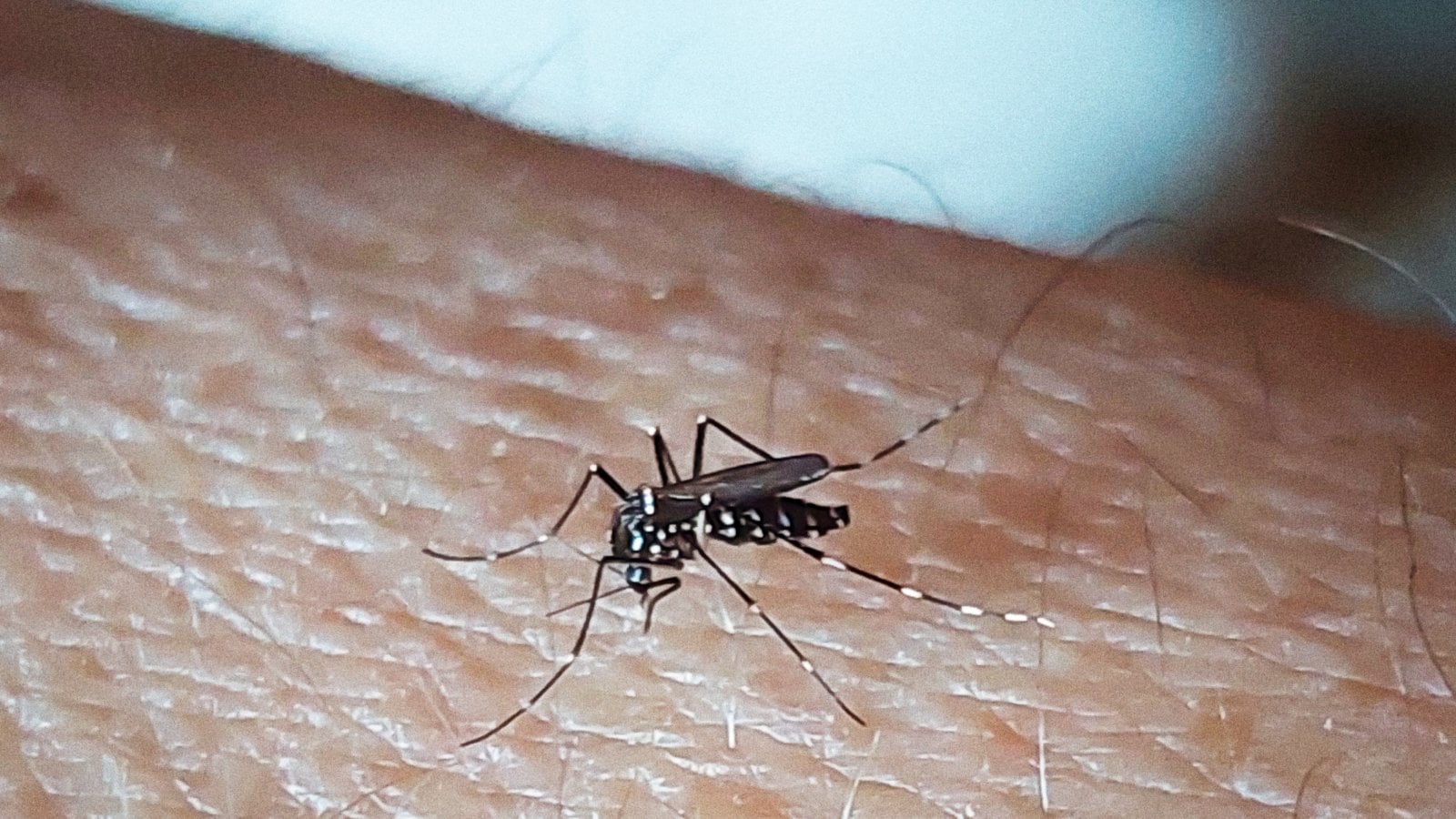 Zanza Insect La zanzara è il killer più letale, e la crisi climatica l’aiuta ...
