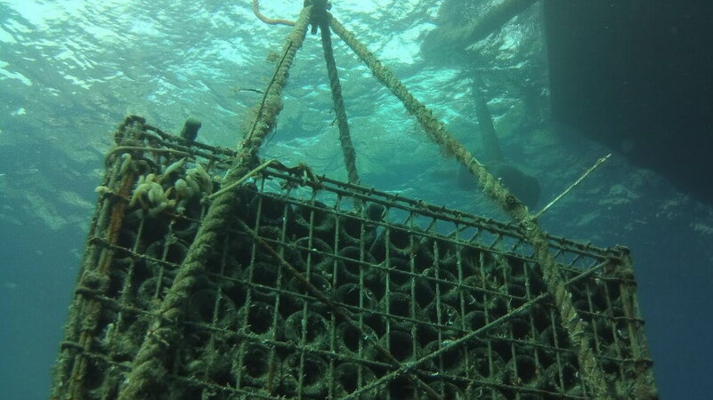 Il mare in cantina che fa bene all'ambiente e ai profitti