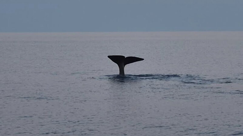 Misure per la protezione dei cetacei nel Mediterraneo