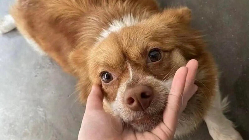 Cani torturati e uccisi: episodio di violenza minorile in Cina