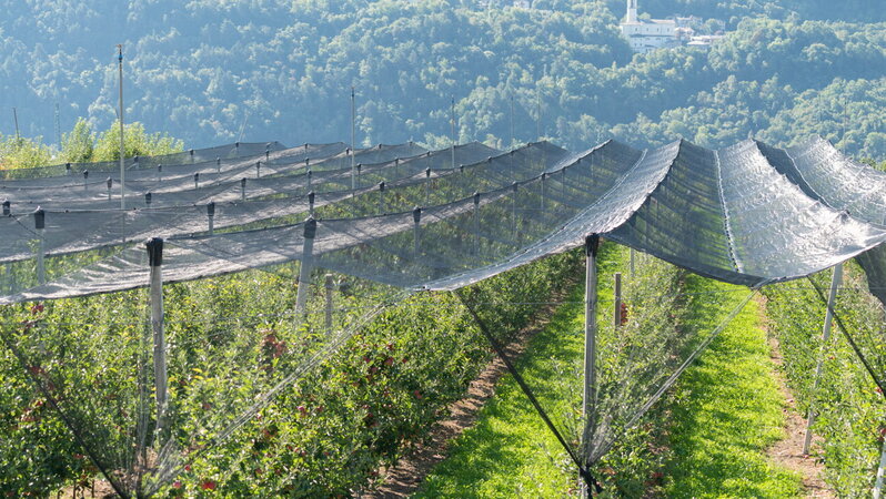L'Italia di mango e avocado, ulivi al nord e viti in quota. Il clima cambia la mappa dell'agricoltura