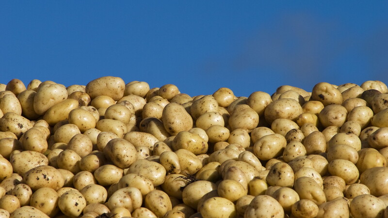 Il viaggio delle patate alla conquista del mondo