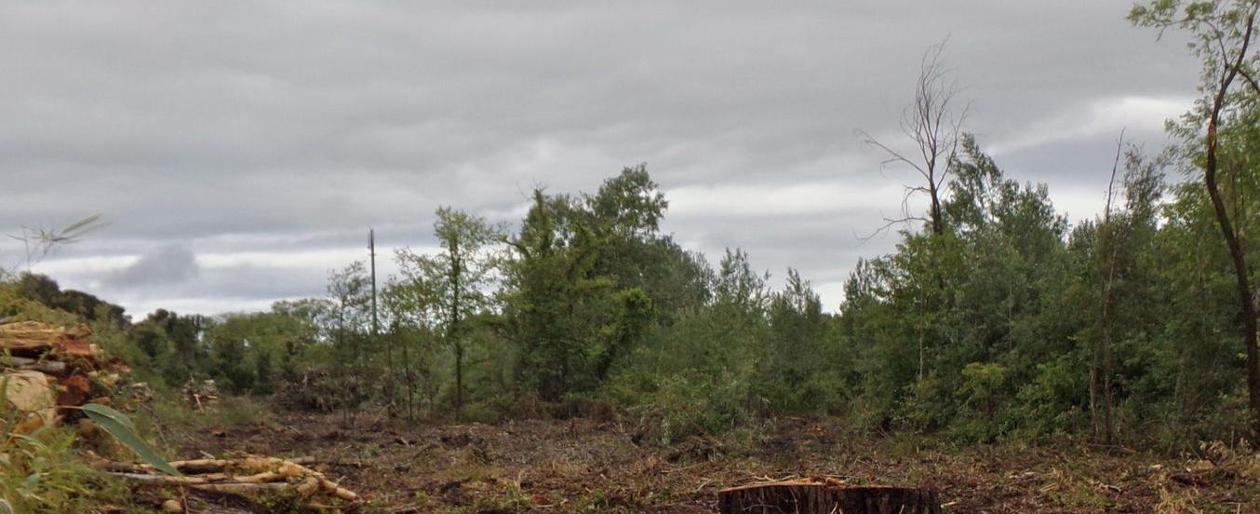  Alberi Tagliati Davanti A Pineta Danni Al Clima Il Piccolo