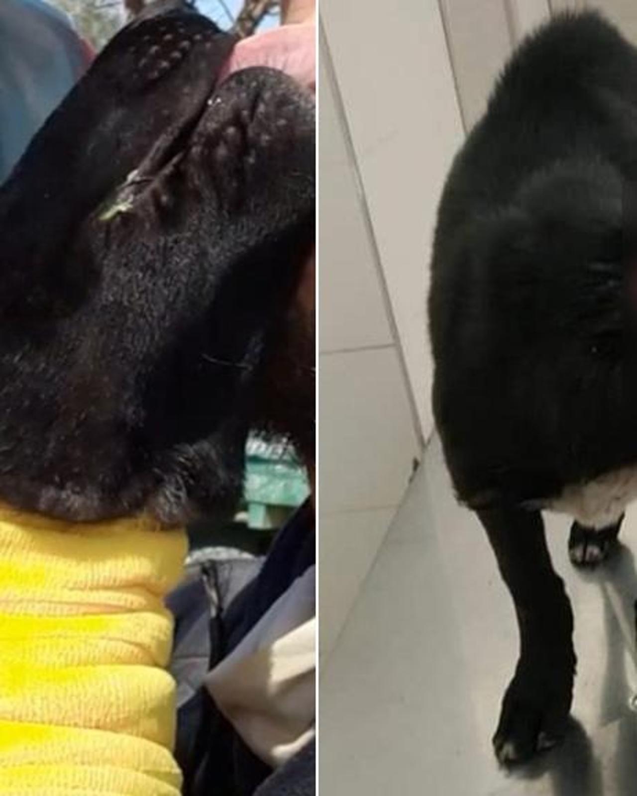 La storia di Zeus il cane ferito e abbandonato in un rudere sotto terra ...