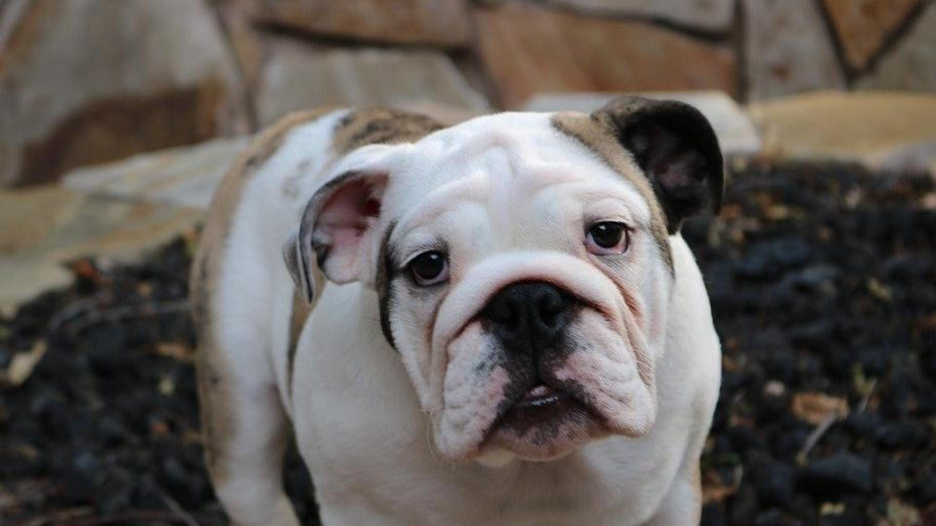 Cane legato e abbandonato in una zona isolata viene salvato dal ...