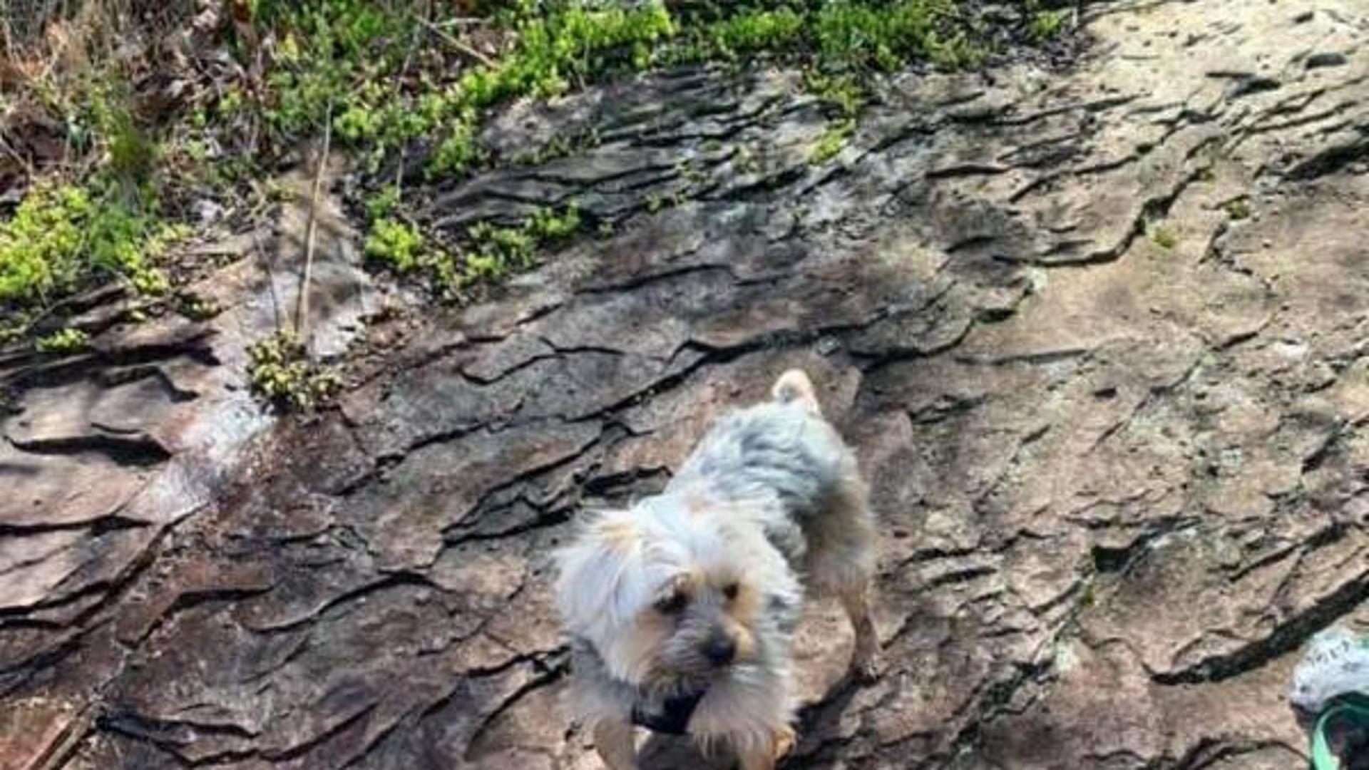 La storia di Bowie, il cane che ha salvato la vita al suo postino ...