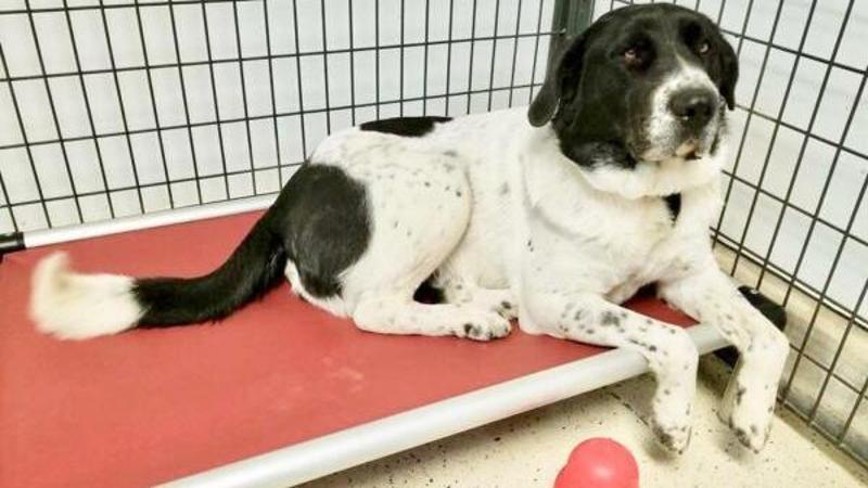 Dopo 900 giorni in un rifugio un cane viene finalmente adottato - La Stampa