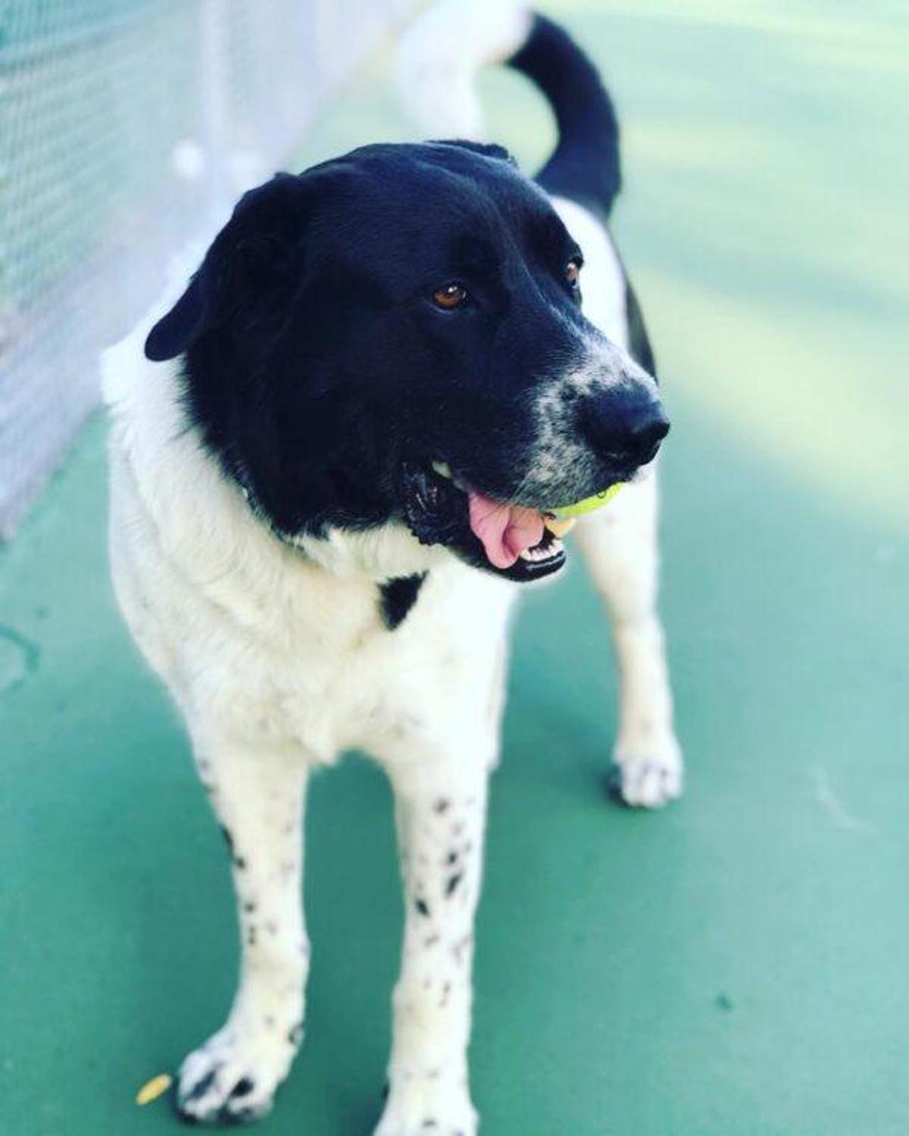 Dopo 900 giorni in un rifugio un cane viene finalmente adottato - La Stampa