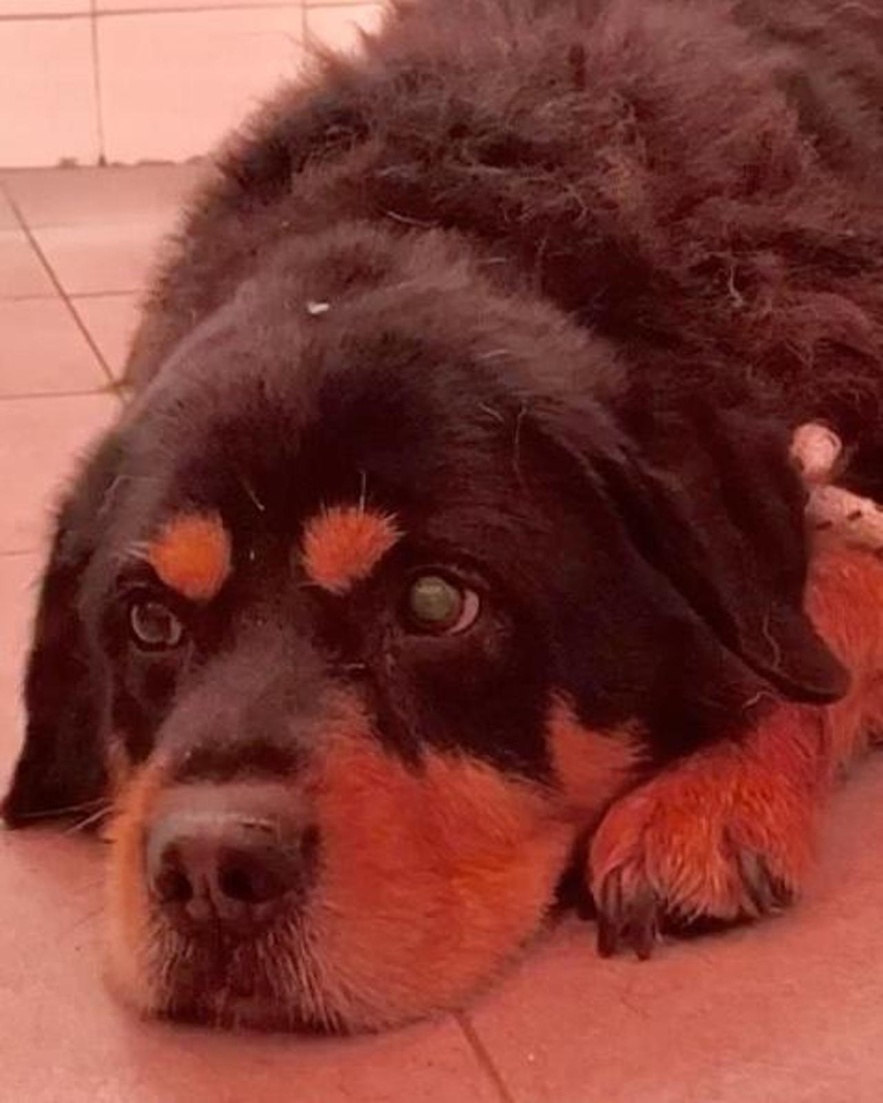 La rinascita di Tyson: il cane recluso per 5 anni è stato adottato e ha ...