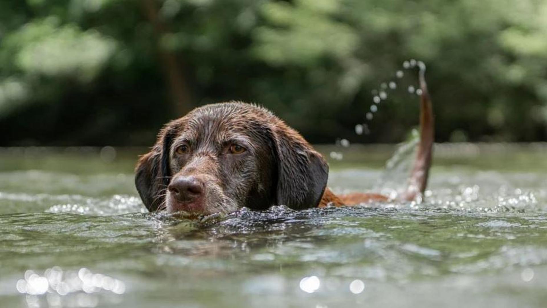 Si tuffa nel Po per salvare il suo cane: l’animale sopravvive ma il ...