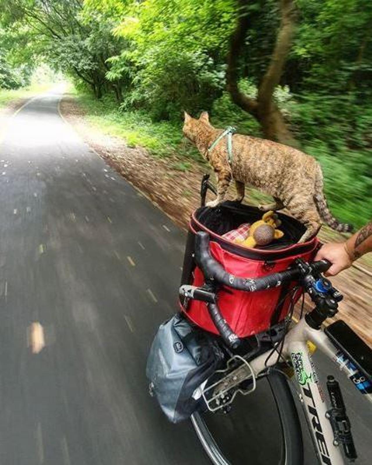 Il giro del mondo in bici del gatto Nala e dell’ex giocatore di rugby ...