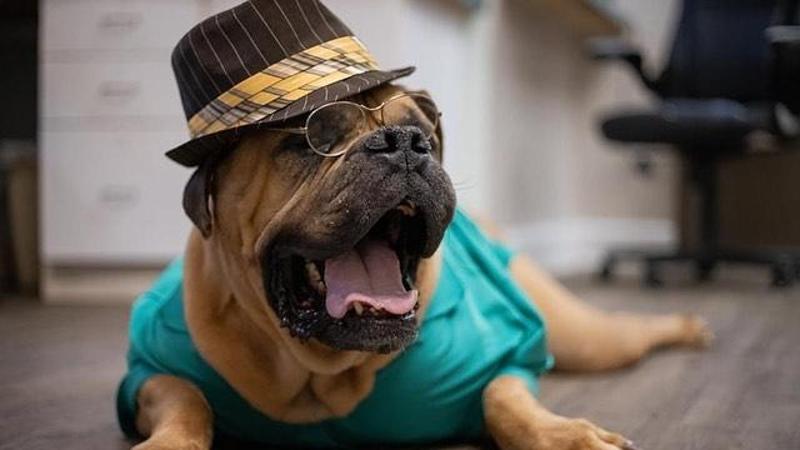 Gli occhiali da sole per cani per proteggere gli occhi dai raggi del