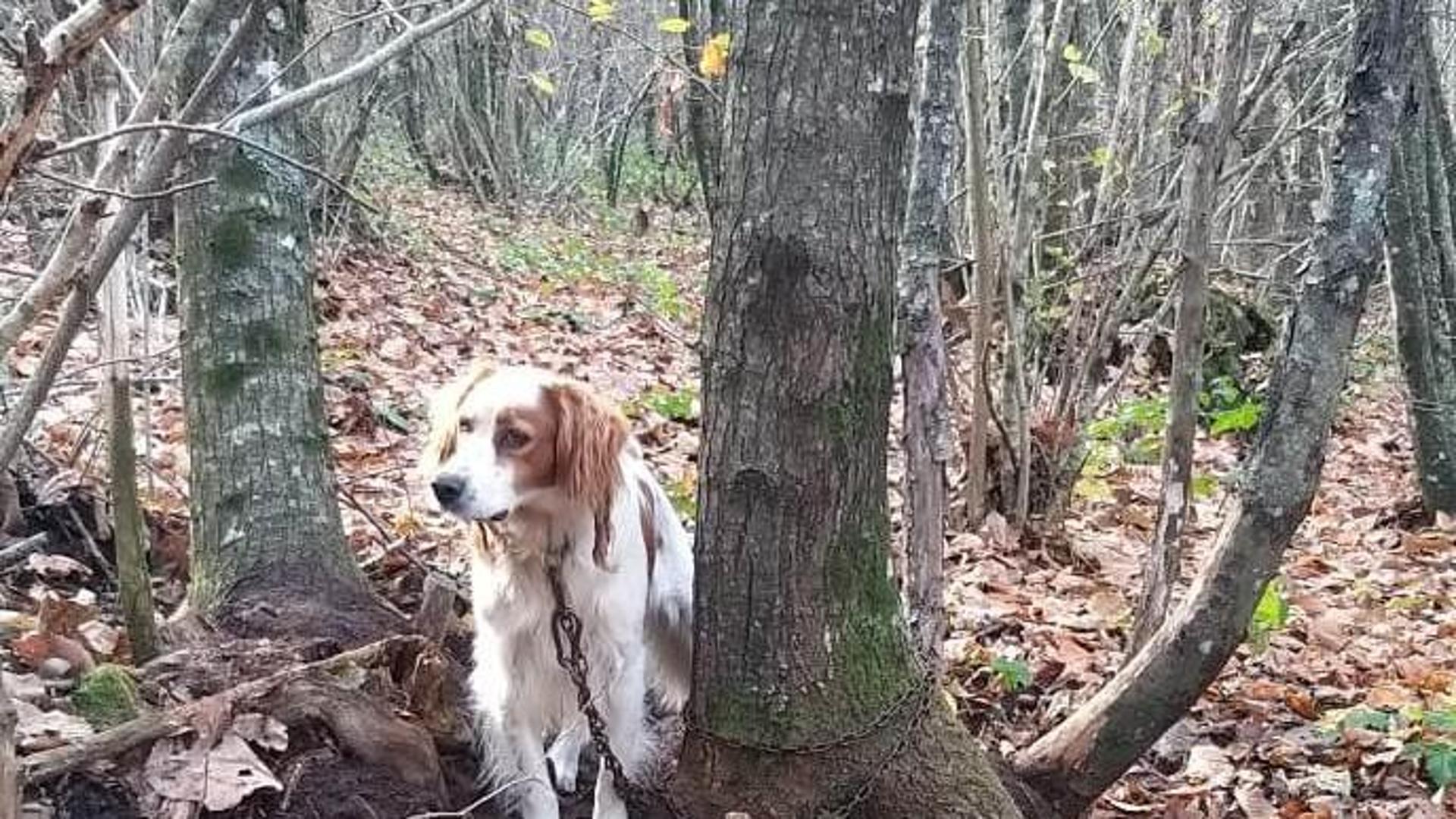 Rocca di Papa, i guardiaparco salvano un cane abbandonato e legato a un ...