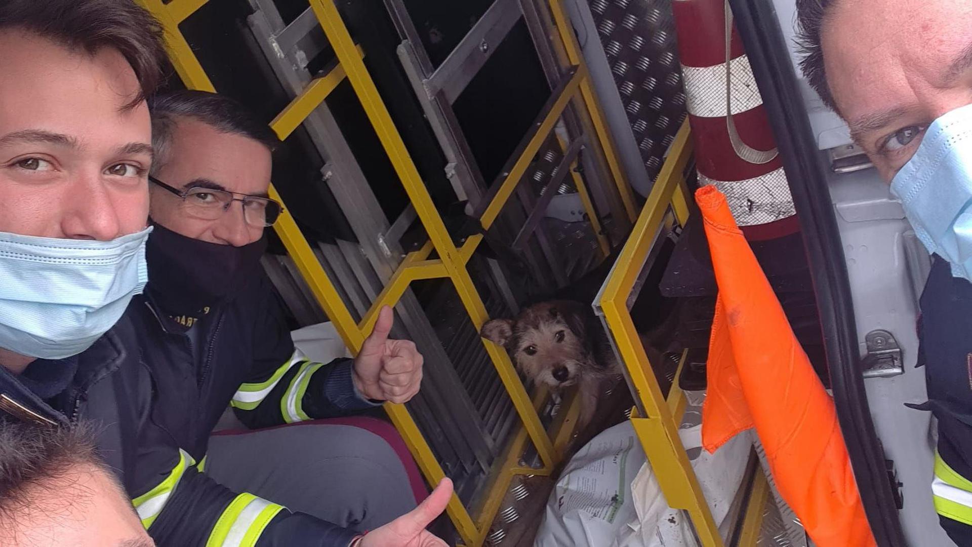 Vagava in autostrada: cane salvato dalla Stradale e riconsegnato al ...