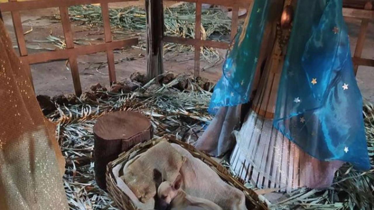 C’è un cane randagio che dorme nel giaciglio di Gesù Bambino, la ...