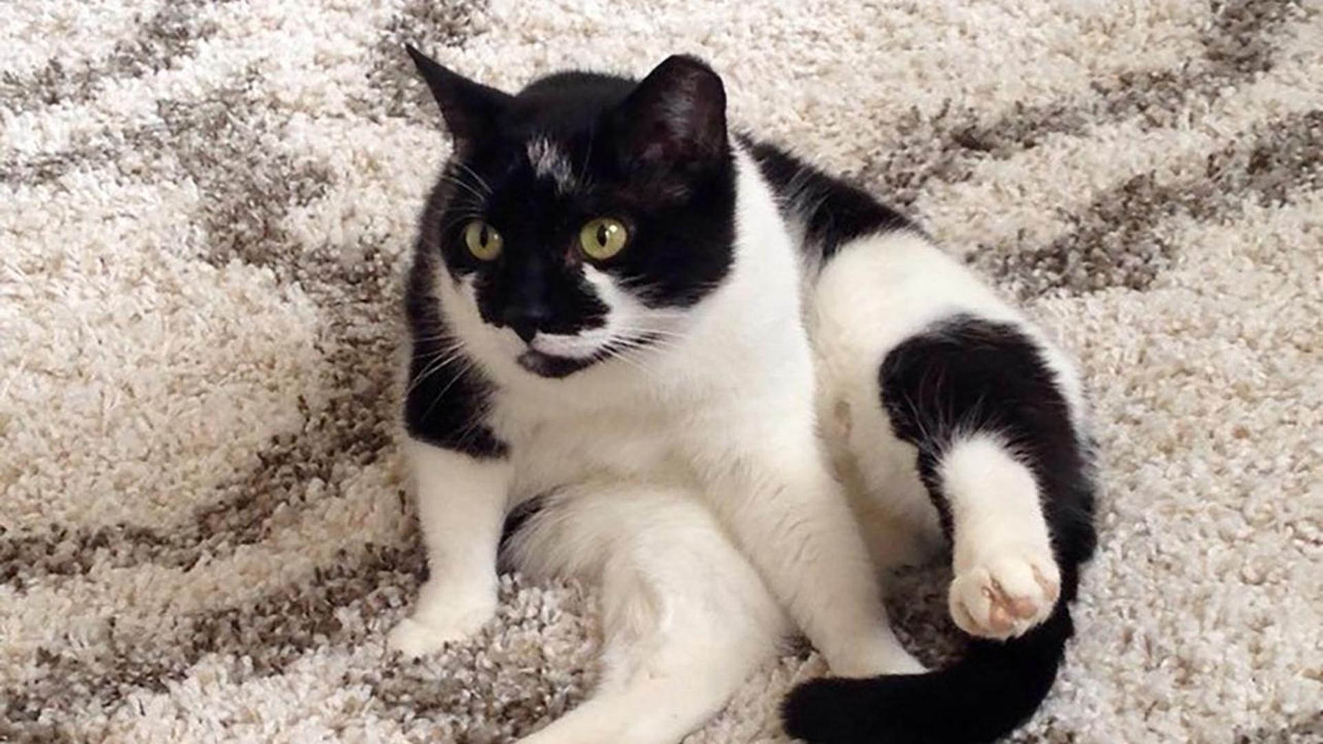 Toppa a forma di gatto, toppa ricamata da stirare - Italia
