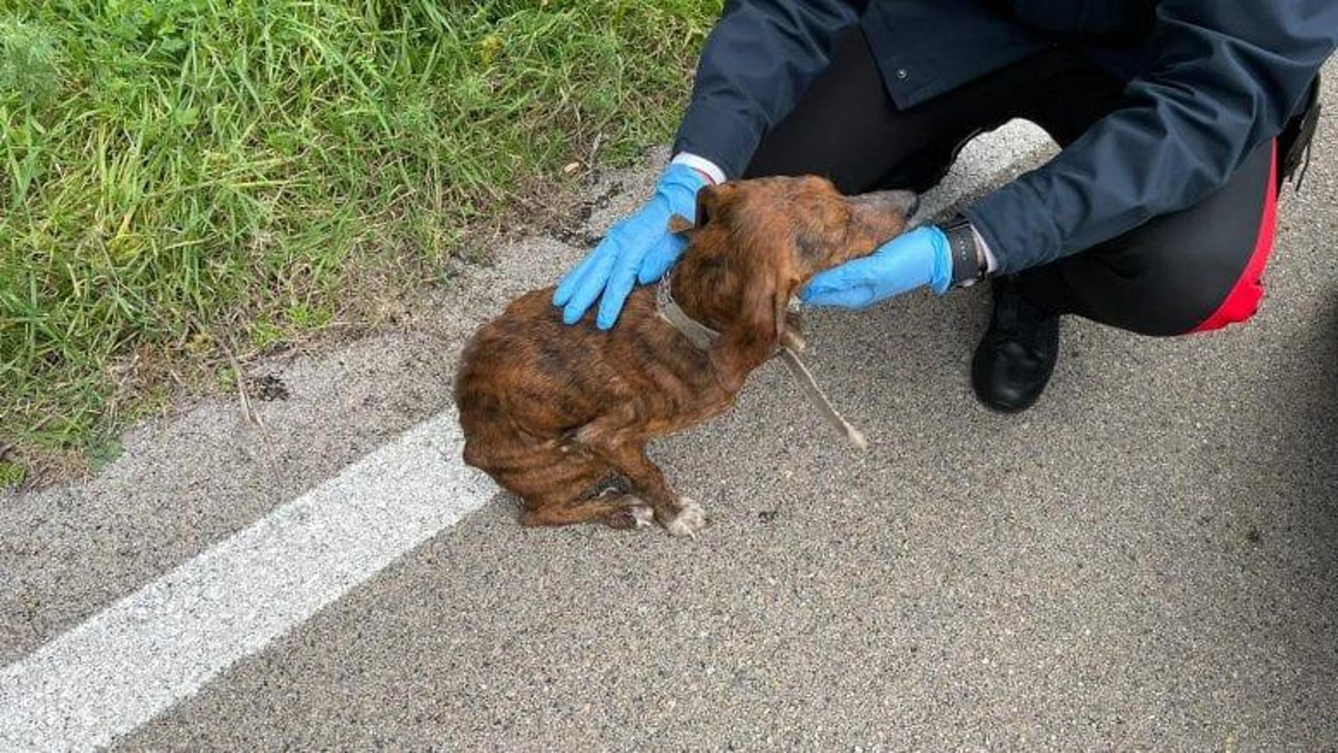 Cane denutrito e malato vagava per strada, salvato dai Carabinieri ...