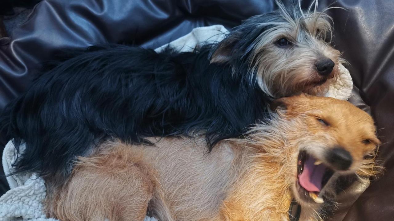 La storia di Saverio, il cane anziano con due denti che ha trovato una ...