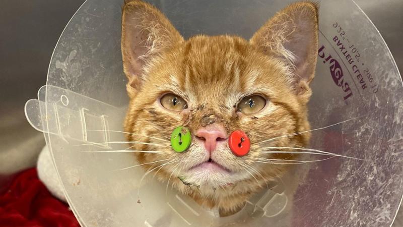 Strumento Chirurgico Veterinario Strumento Chirurgico Per Ossa Mascella