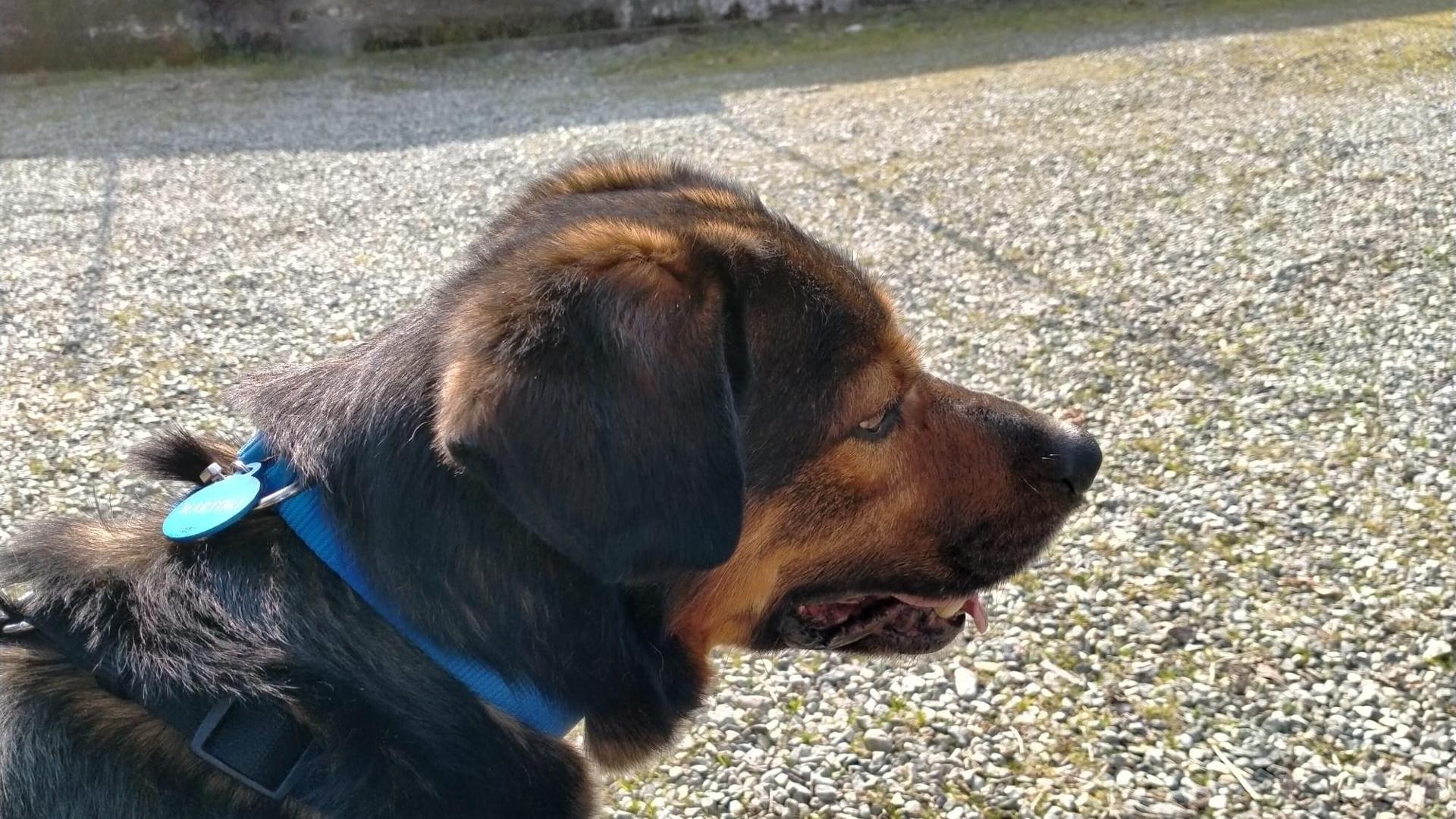 Il lieto fine di Martino, il cane che scavalcava la recinzione del ...