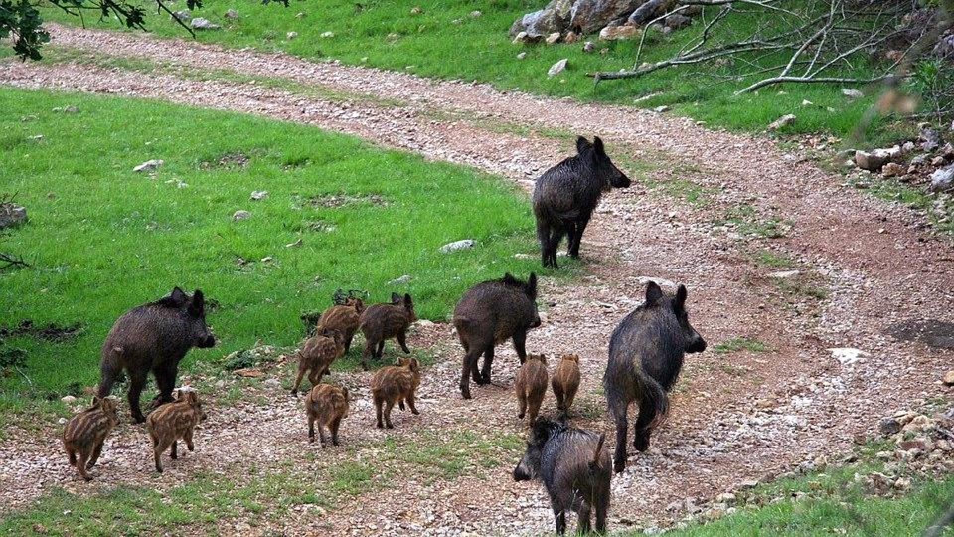 Spara Ai Cinghiali Del Parco Dell Alta Murgia E La Figlia Lo Riprende 