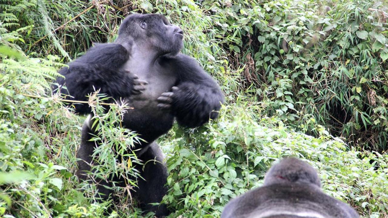 Ecco perché i gorilla si battono i pugni sul petto - La Stampa