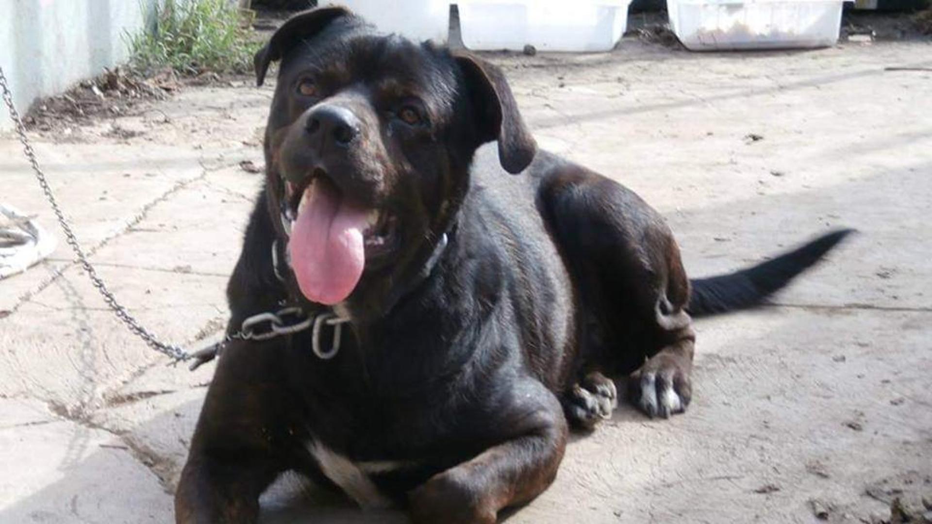 Nero, il cane di Brindisi abbandonato legato a una catena senza acqua e ...