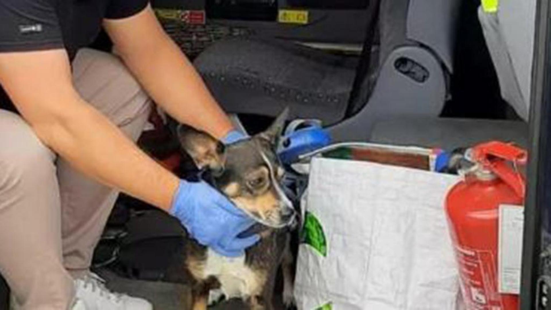 Non voleva andare in ospedale per non lasciare il suo cane da solo, i ...