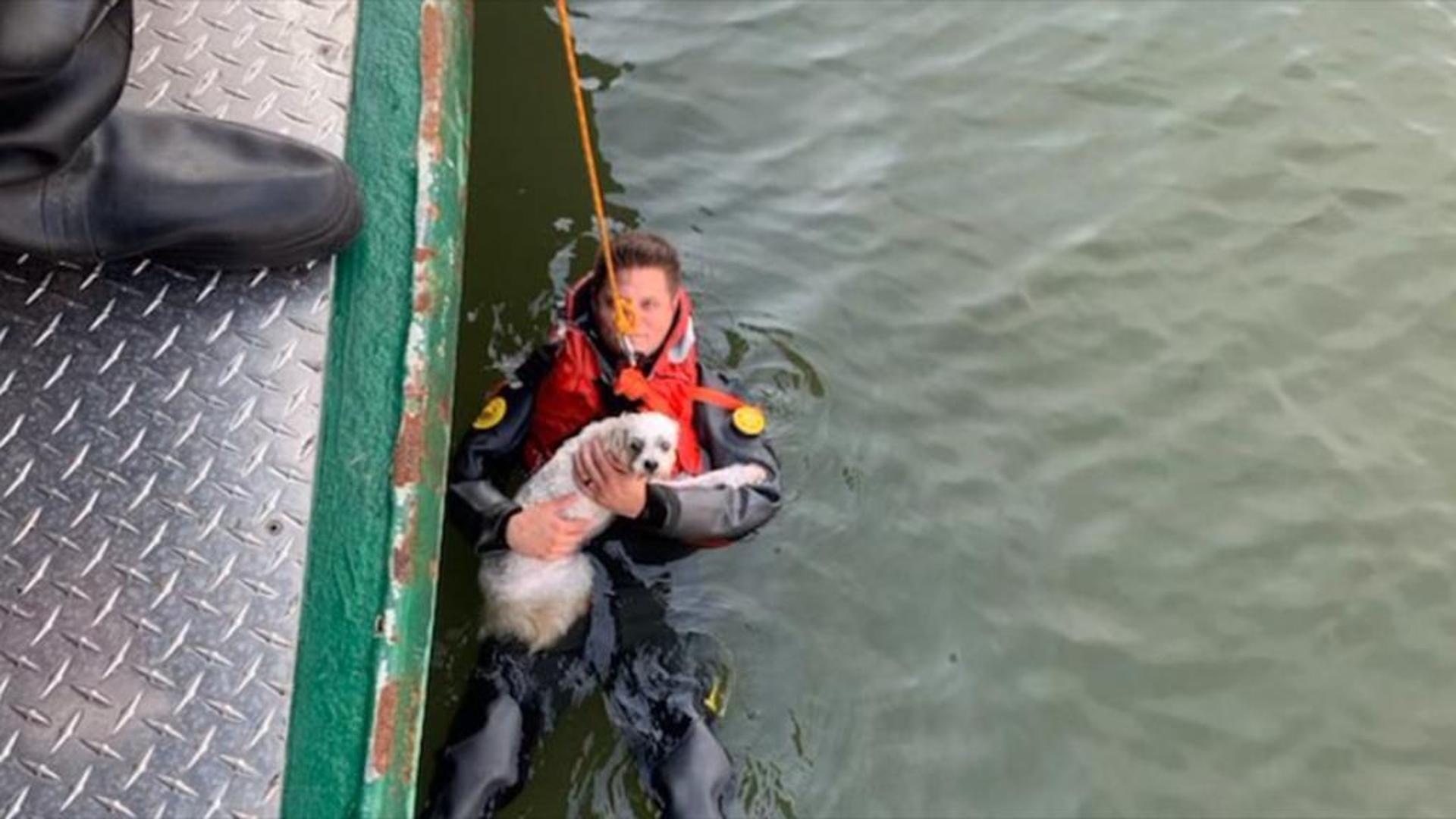 Si tuffa nel fiume per salvare il suo cane in difficoltà, salvati ...