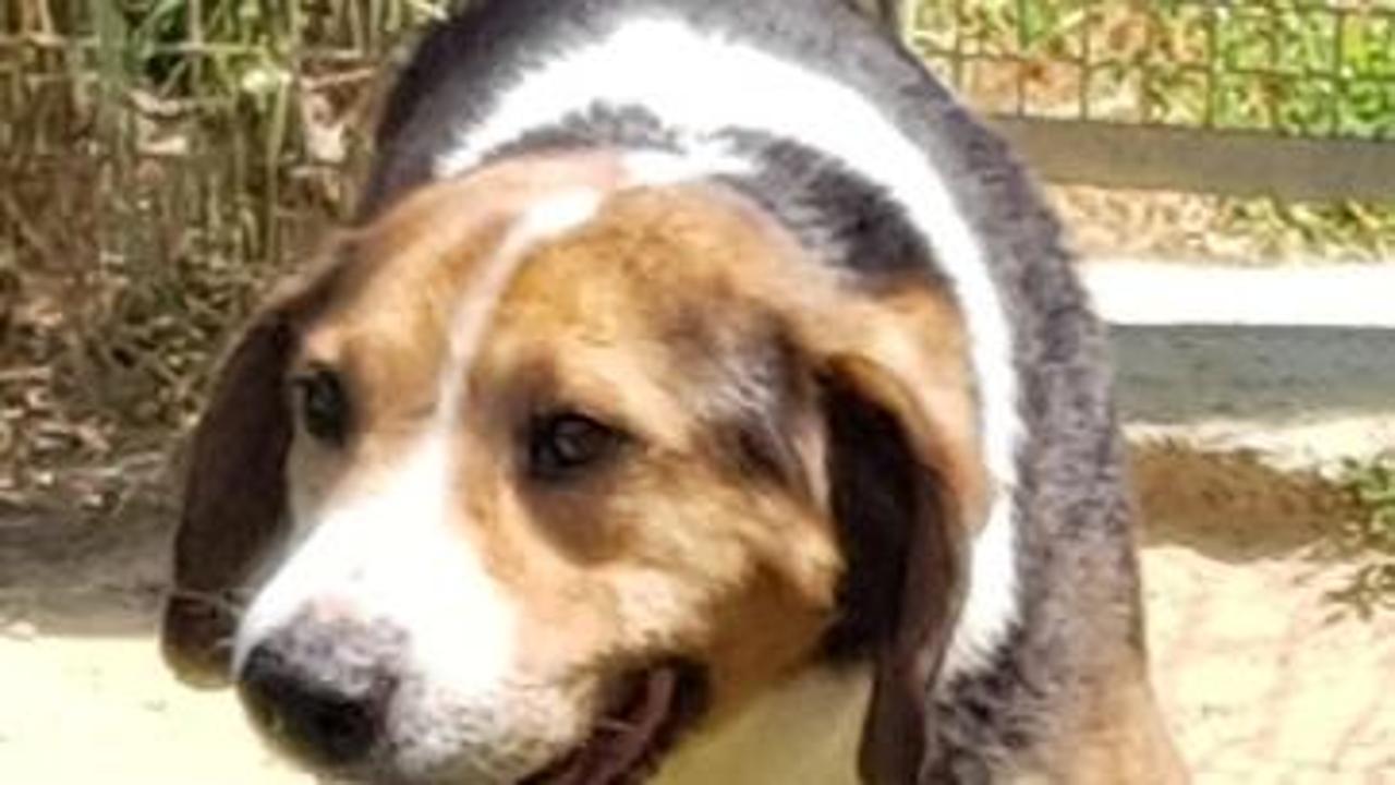 Bred, con i suoi 10 anni trascorsi in un box, è il cane che da più ...