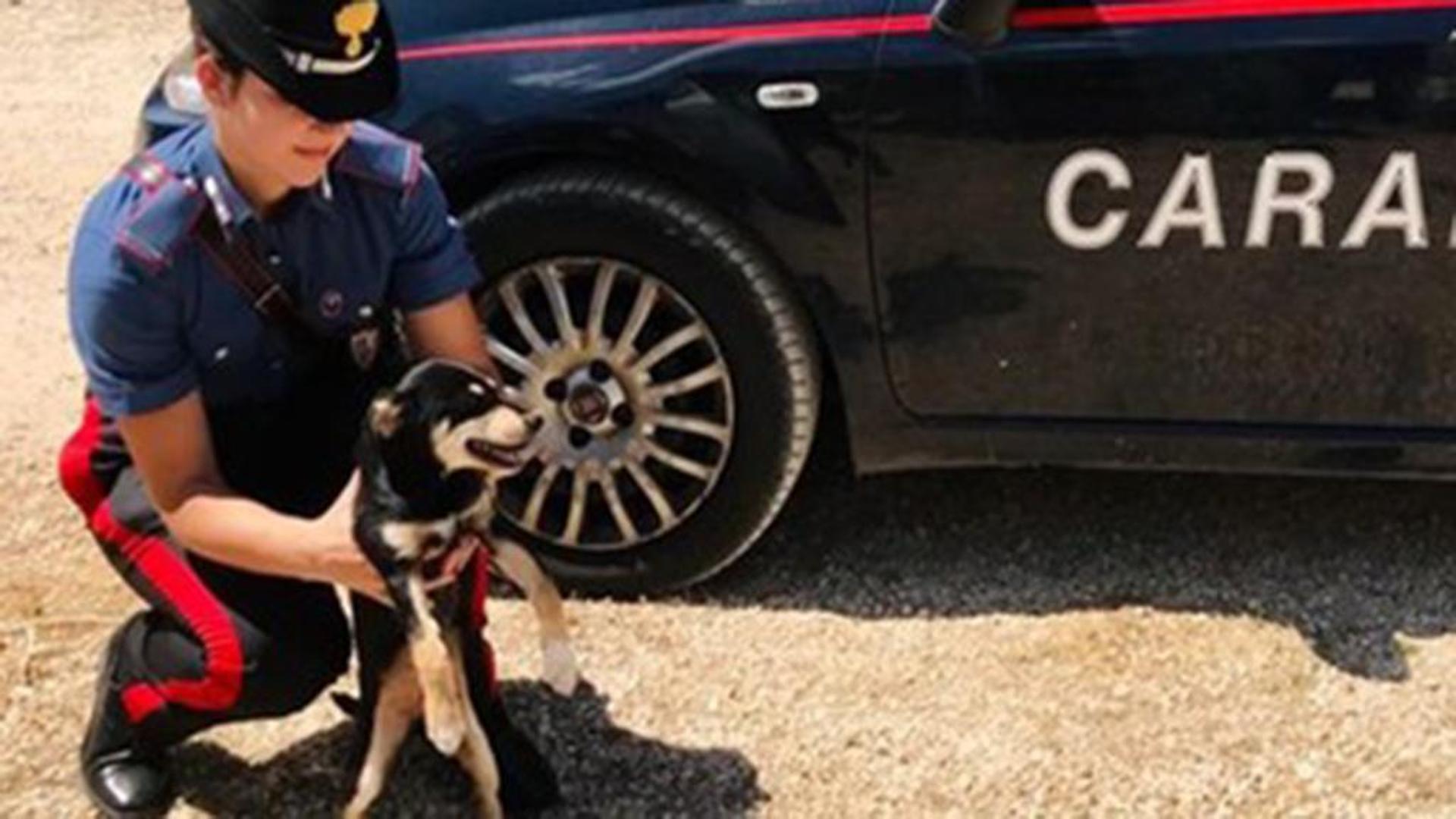 Cane legato a un tronco sotto il sole e senza cibo, salvato dai ...