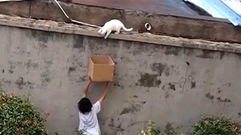 Ragazzino salva, e adotta, un gatto porgendogli una scatola di cartone ...