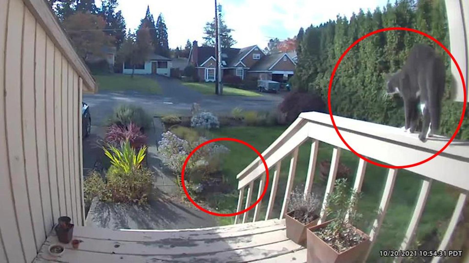 Così il coraggioso gatto Kevin ha cacciato via un coyote che cercava di ...