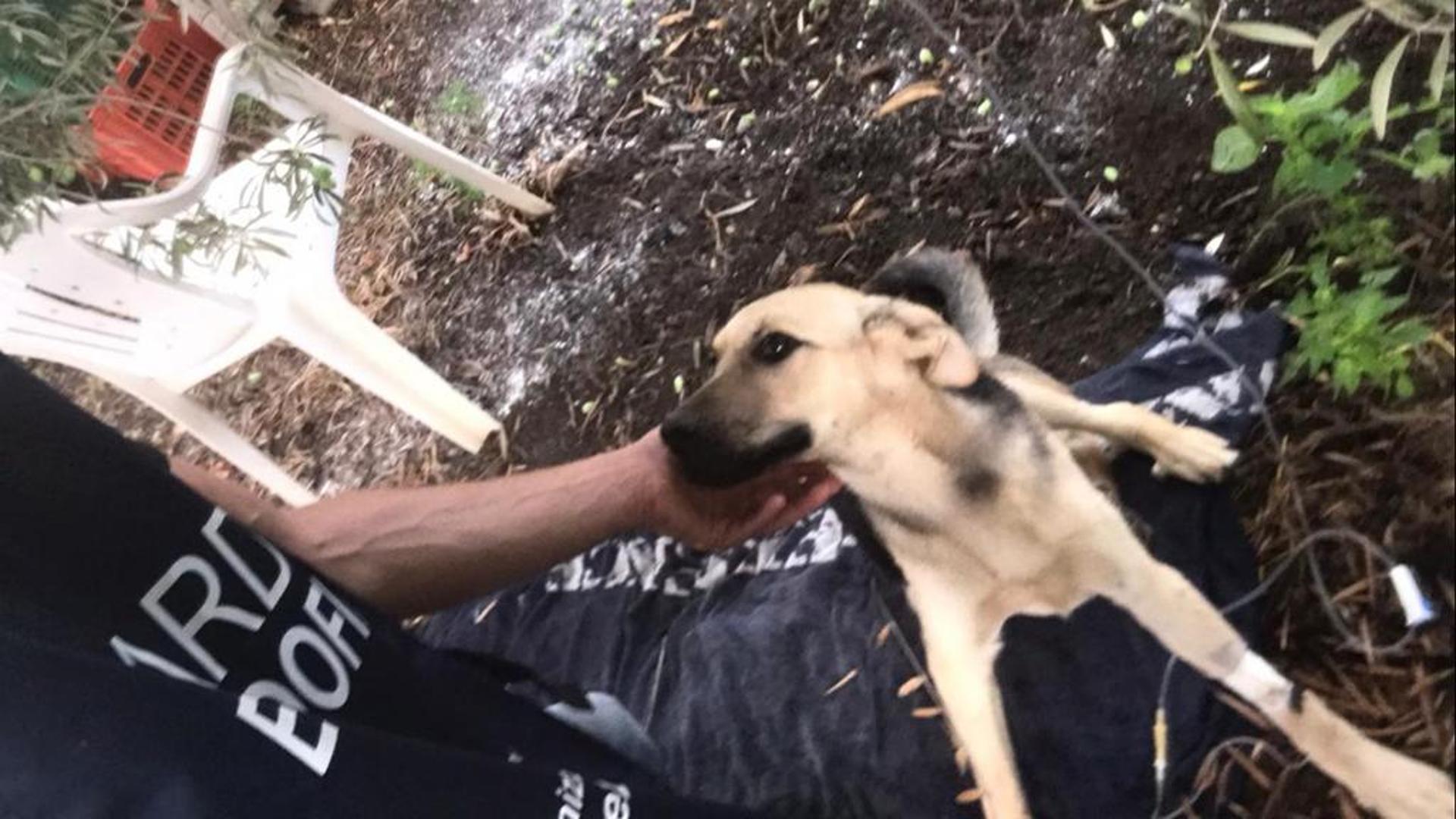 Trovato malato e legato in un giardino, ora il cane Rocky cerca una ...
