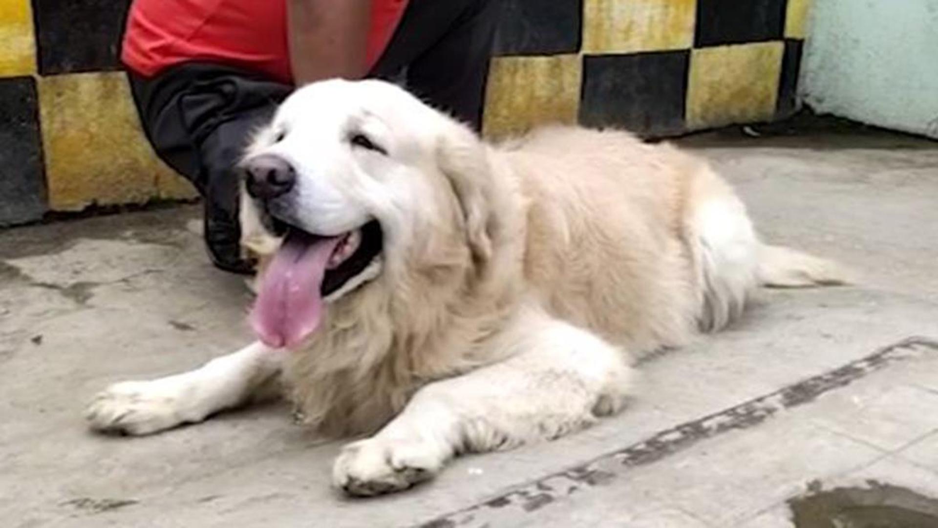L’eroe Appu, il coraggioso cane che ha salvato 150 persone da un ...