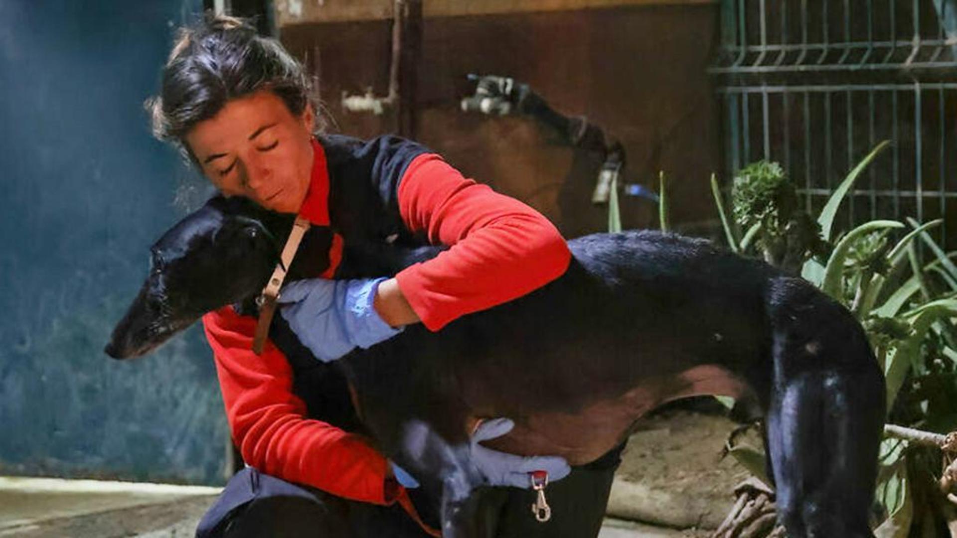 Dopo aver passato dieci giorni in un rifugio con 500 cani un fotografo ...