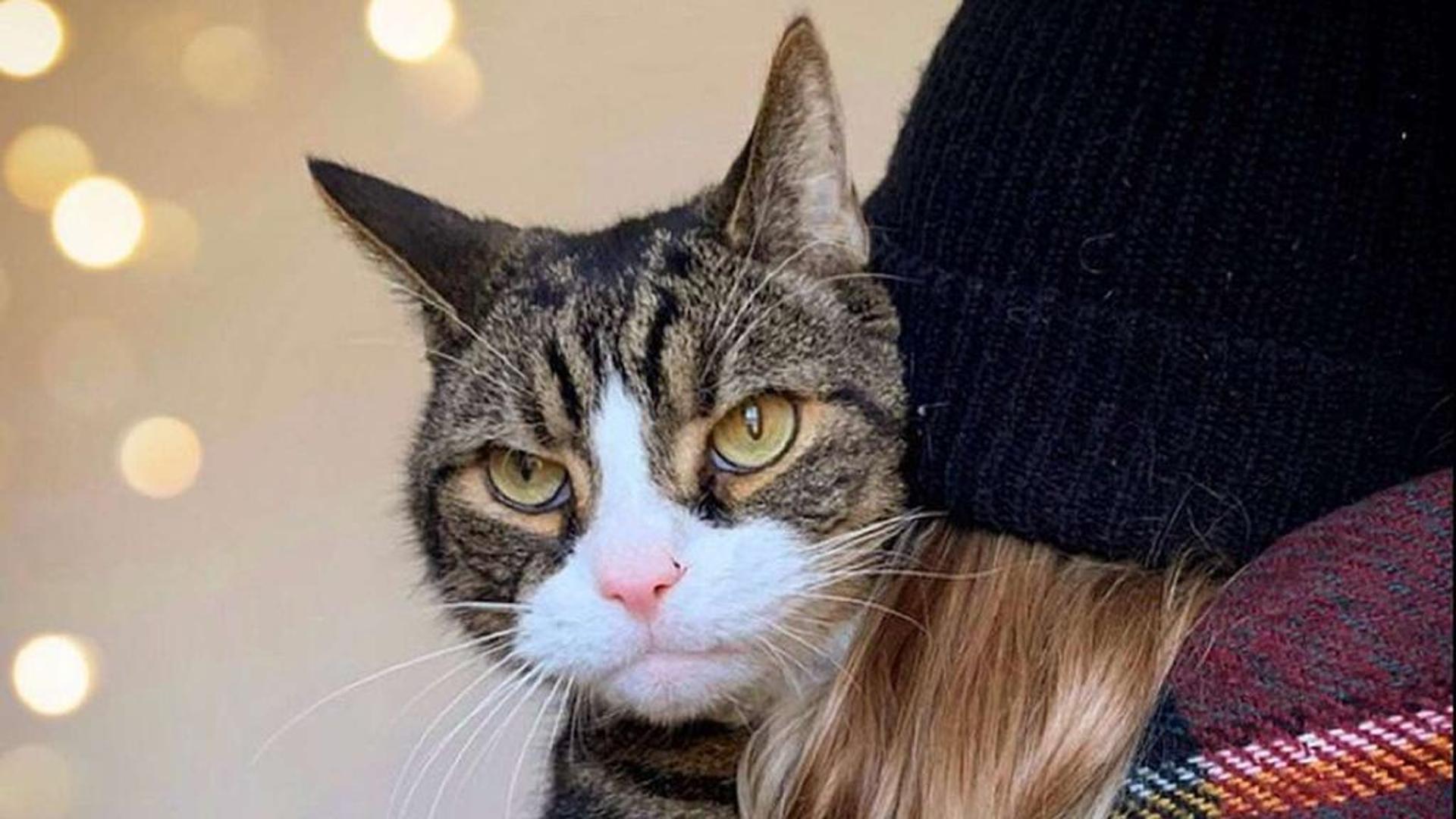 La storia di Granpruno, il gatto randagio che si è arrampicato sul ...