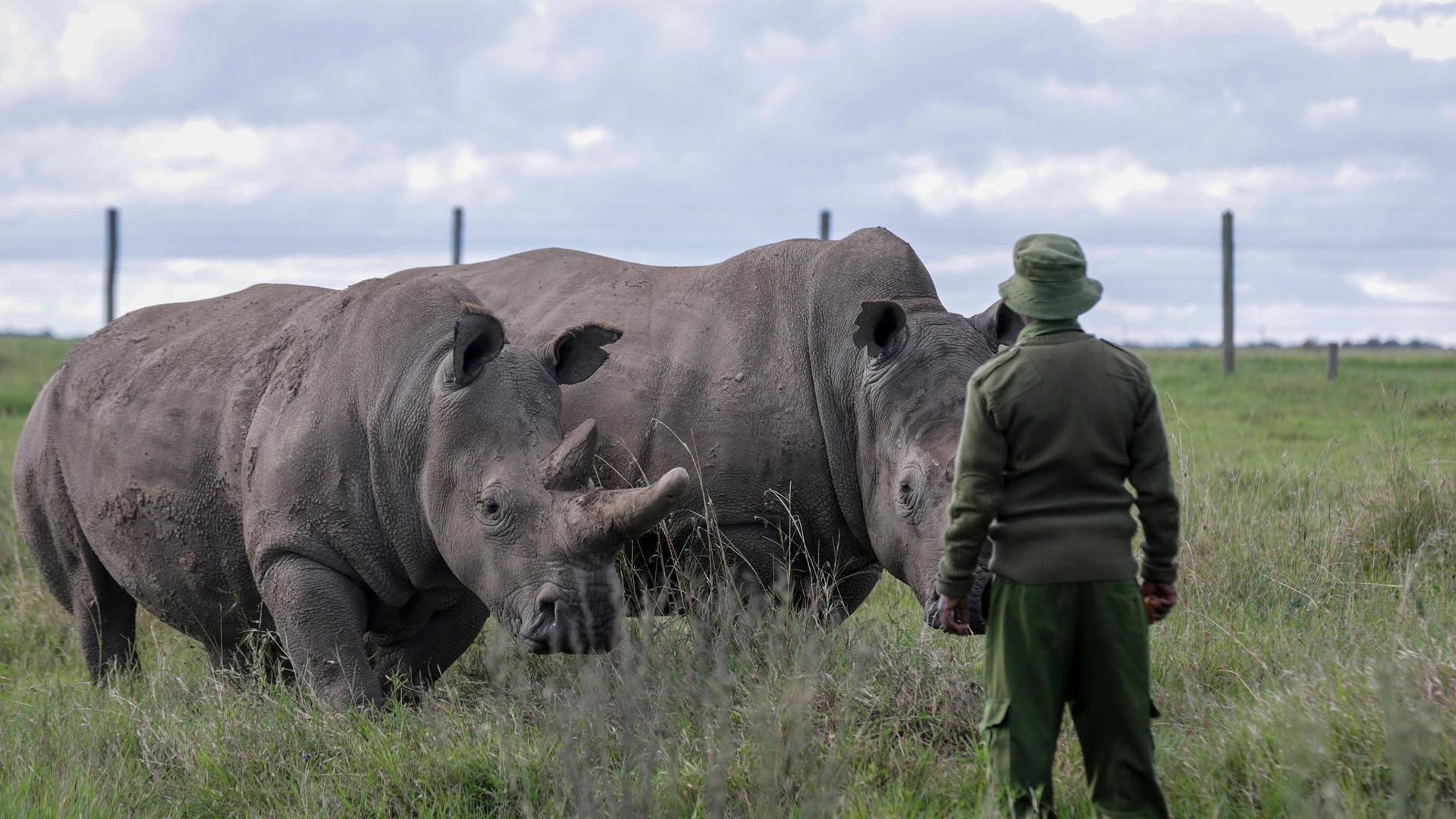In 10 anni 1.100 ranger morti per difendere gli animali: è la battaglia ...