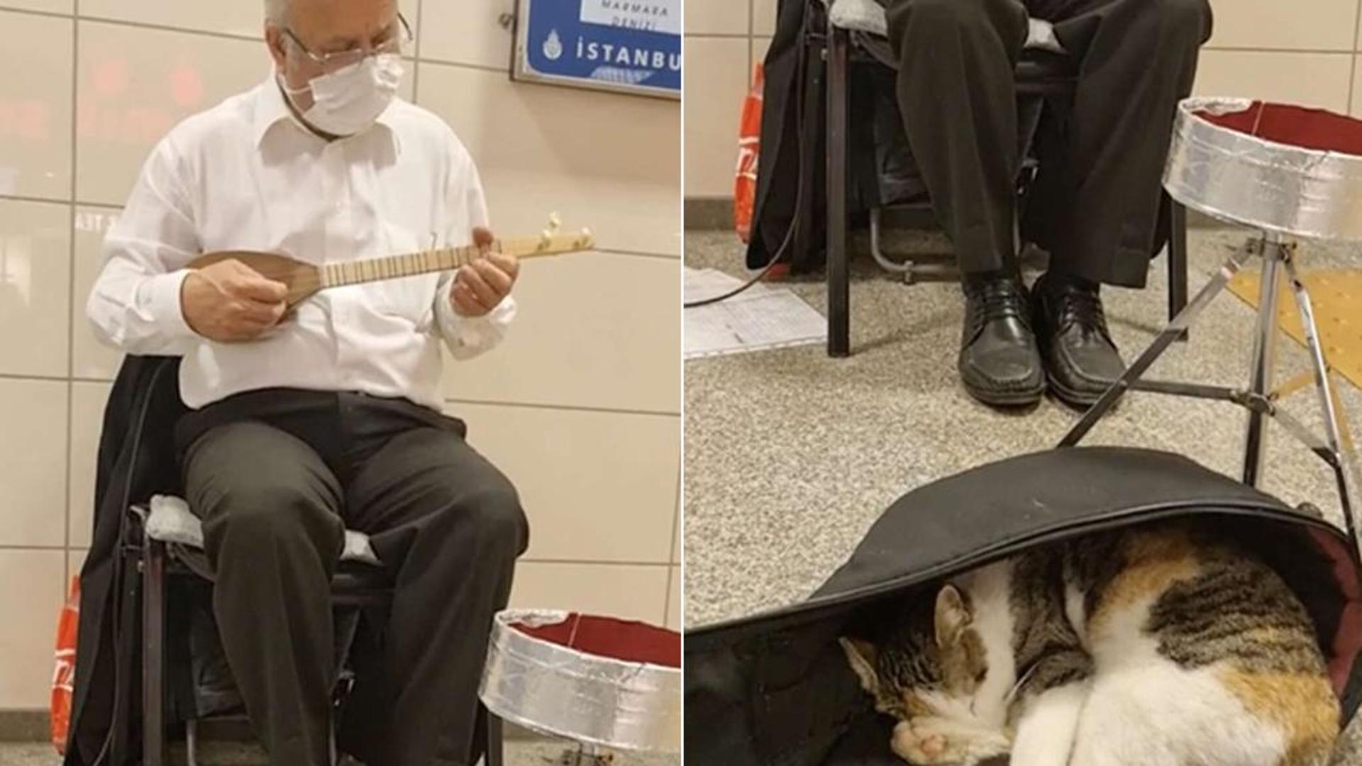Il gatto randagio si avvicina al musicista di strada, lui gli suona la ...