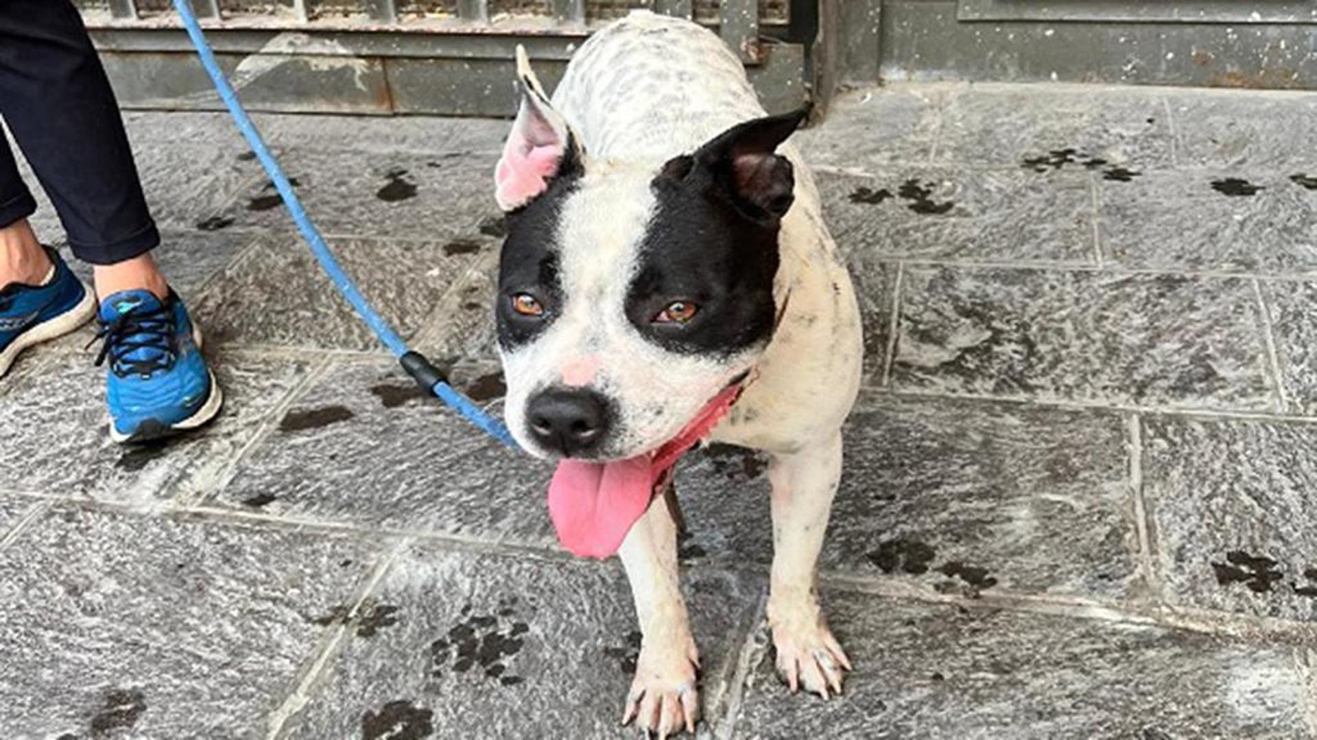 Cane legato a un cancello e abbandonato a Napoli, tutto ripreso da una ...