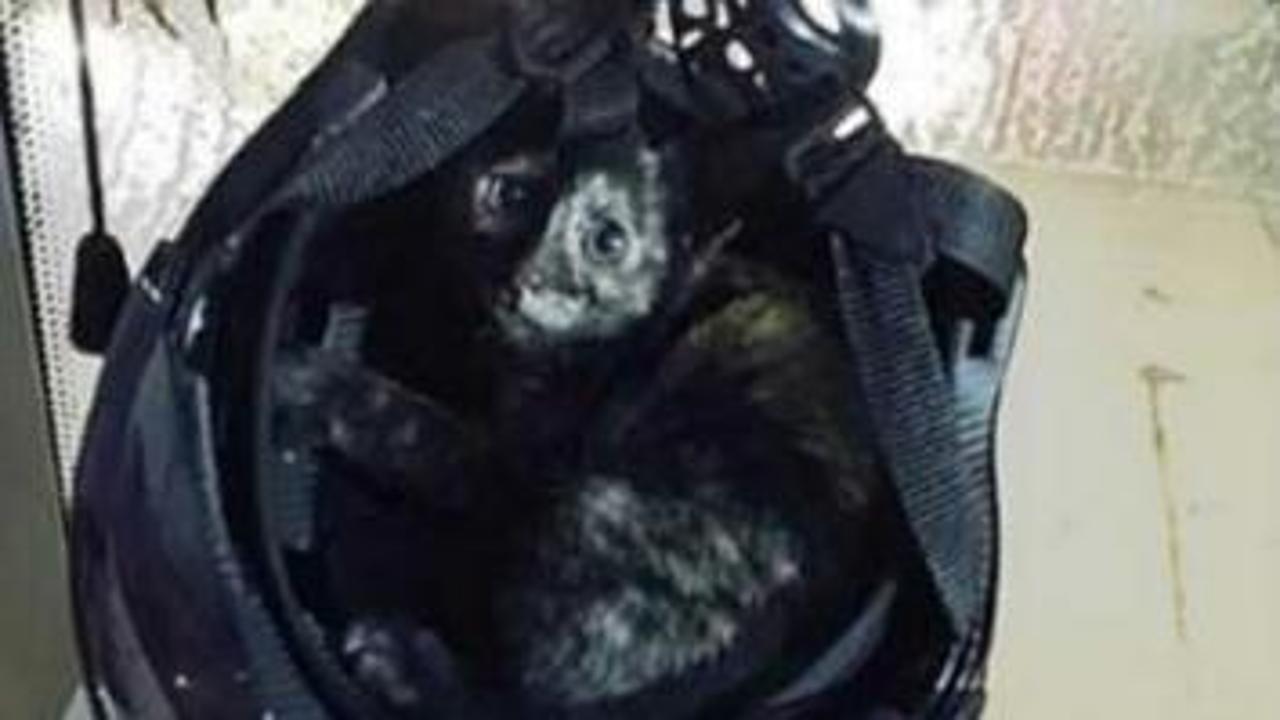 L’autista dell’autobus salva un gatto e l’animale diventa il “compagno ...