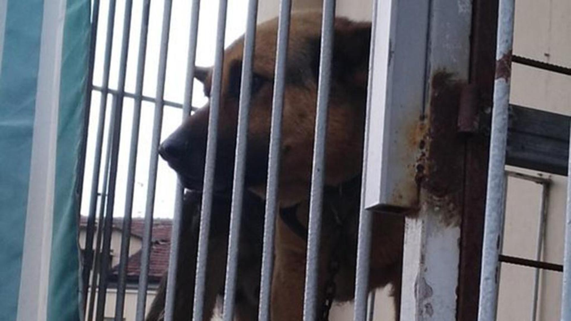 Sequestrato a Settimo Torinese un cane legato a catena e tenuto su un ...