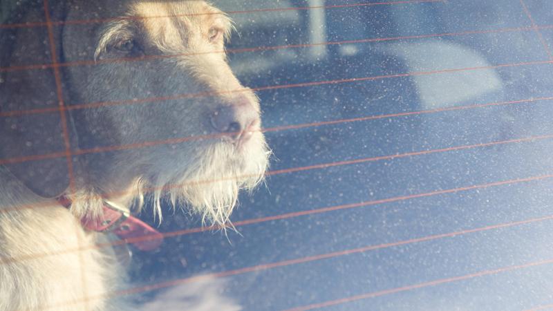 Chiude il cane in auto sotto il sole e fa la spesa, i carabinieri ...