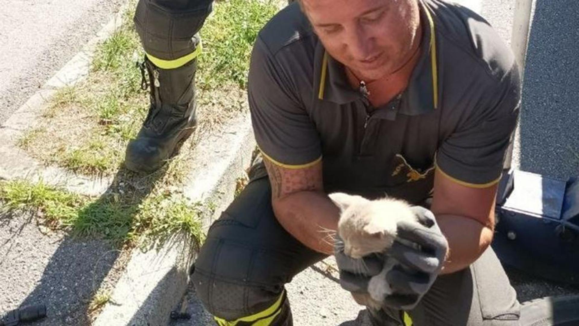 C’è un gatto nella scocca dell’auto, i vigili del fuoco lo salvano e un ...