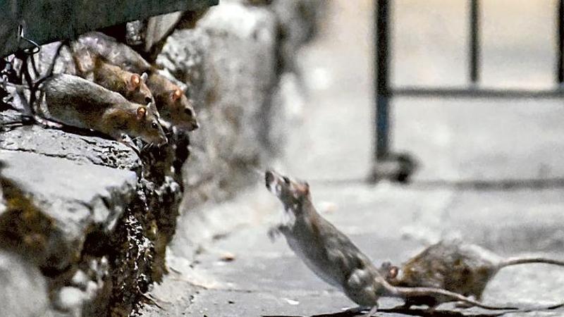 Topi, video choc dal centro storico. “Dopo crack e microcriminalità fa paura anche buttare la spazzatura”